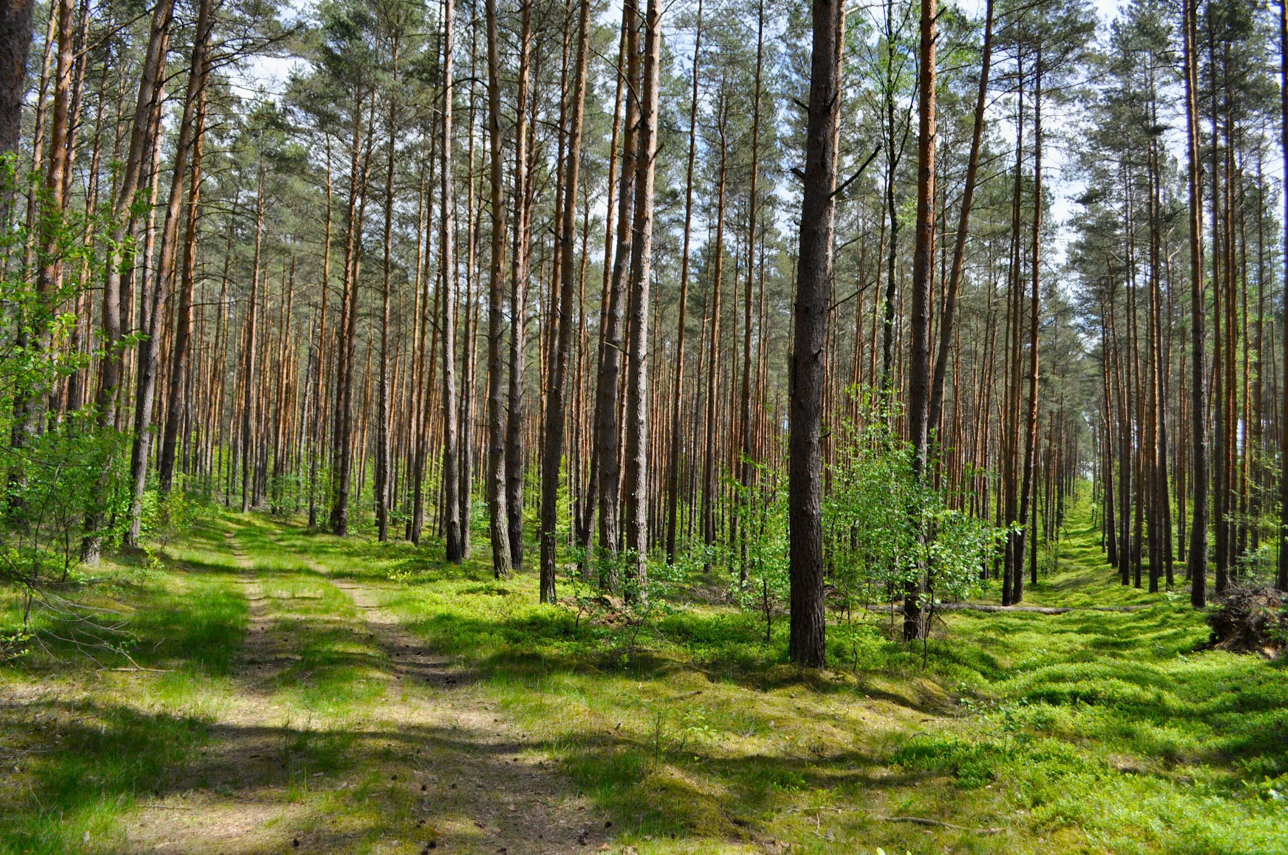 green grass field with trees